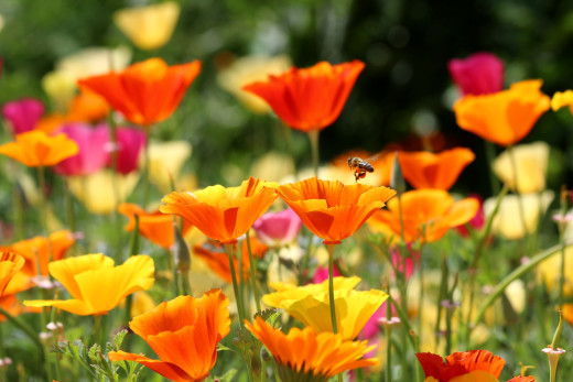 855066 (a): :2700x1800